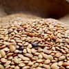 Kokan Horse gram (Kulith)