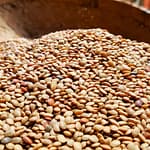 Kokan Horse gram (Kulith) - Image 2