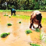 Red Rice of Dhamapur-Kalse - Image 4